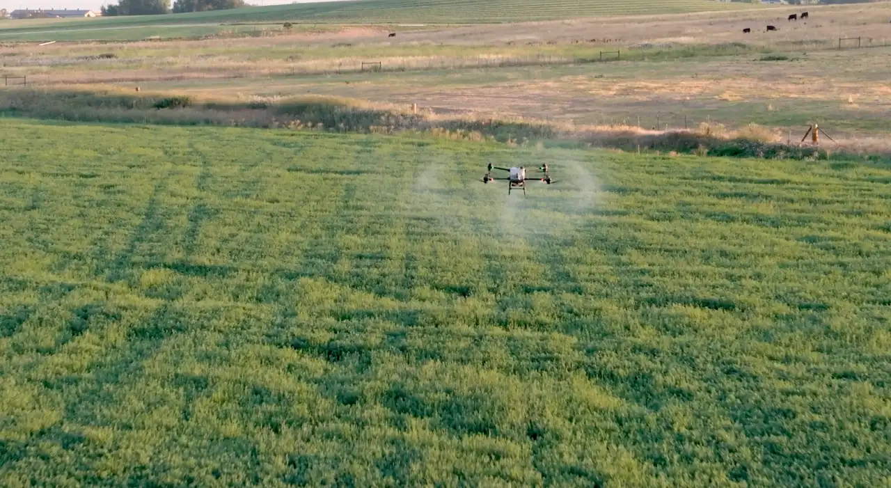 Agricultural spray drone applying herbicide over green alfalfa field at sunrise